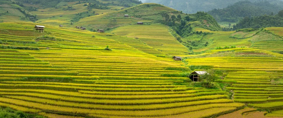 Hạt gạo trong thúng