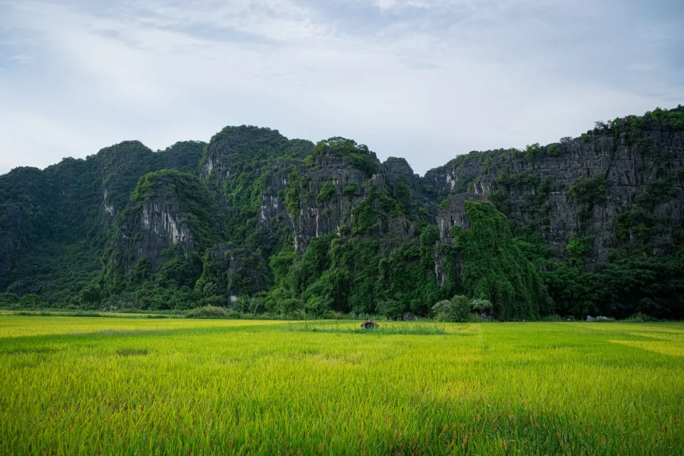 Ruộng lúa chín