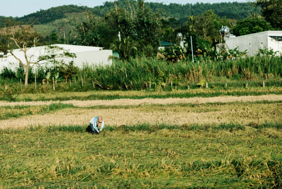 Kho gạo của Phan Thị Ngọc Lan